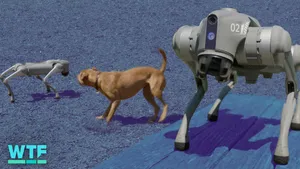 24 Hours with Unitree's Go2 Pro Robot Dog video